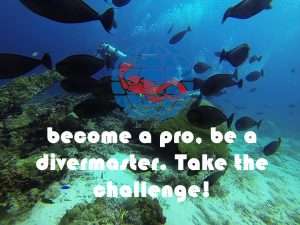 Dive Master Packages | Dive Funatics