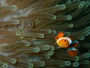 Kae's Creature Feature | Dive Funatics