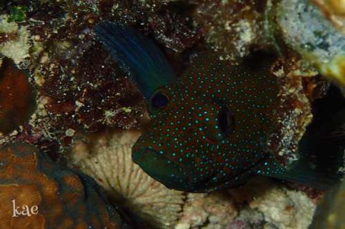 Cephalopholis argus a.k.a. Blue-spotted Grouper, Roi, Peacock Grouper