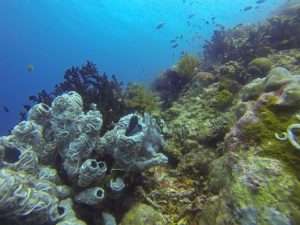 Cabilao Dive | Dive Funatics